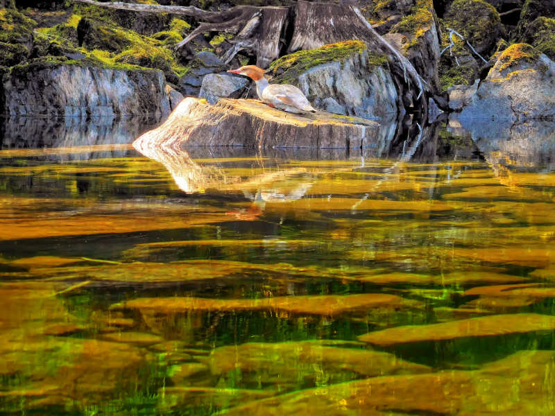 Female common merganser, Sugar Lake, West Kootenays, BC